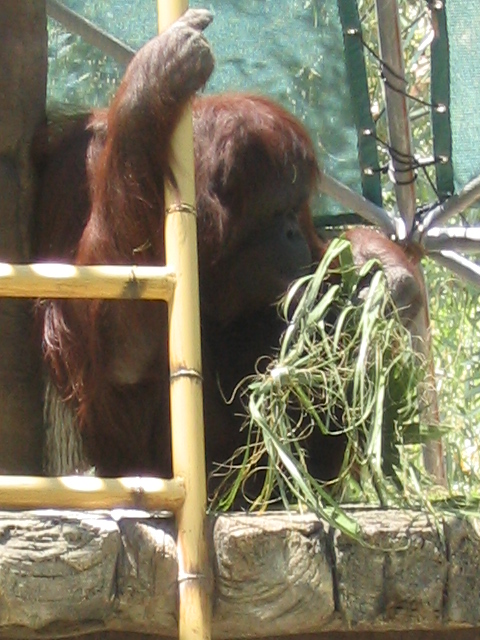 458x617 pixels (195K)